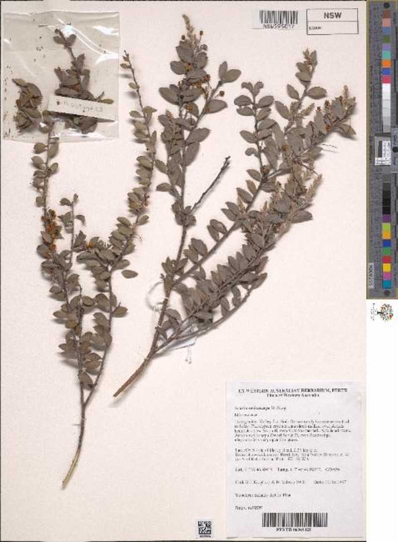 Acacia sericocarpa