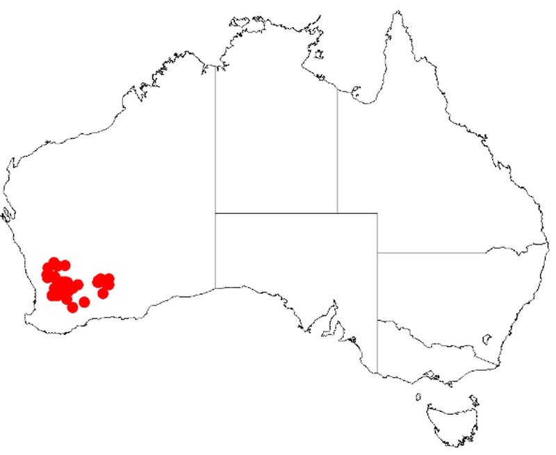 Acacia sericocarpa