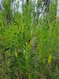 Acacia sericoflora