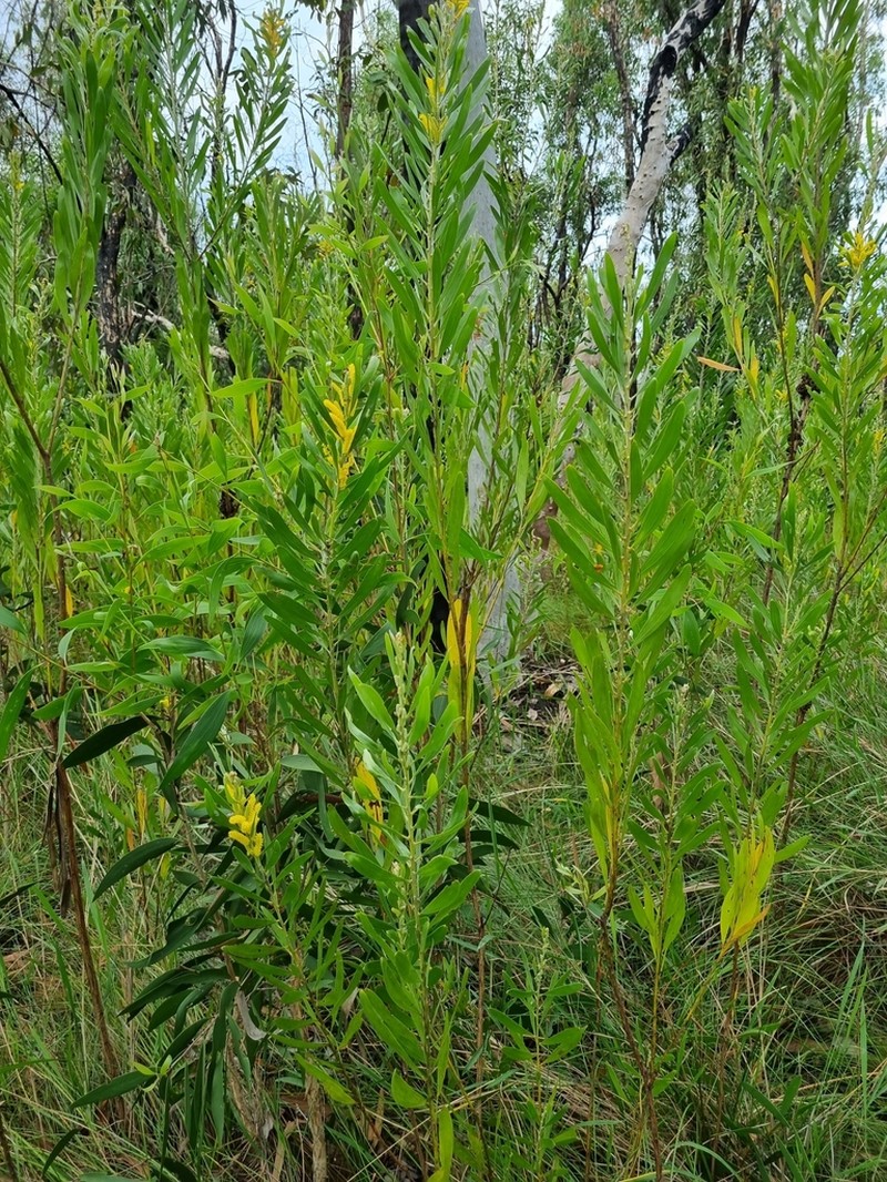 Acacia sericoflora