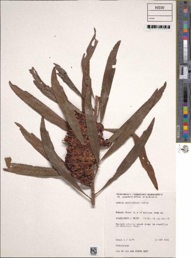 Acacia sericoflora photo 2