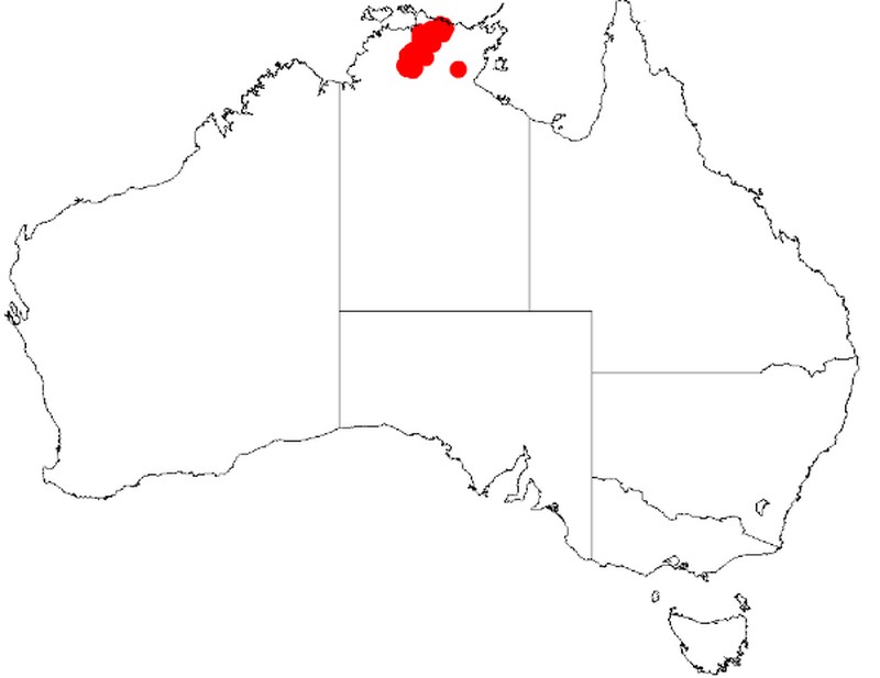 Acacia sericoflora