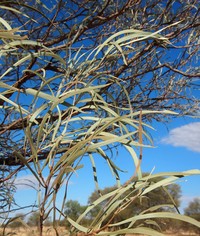 Acacia sericophylla