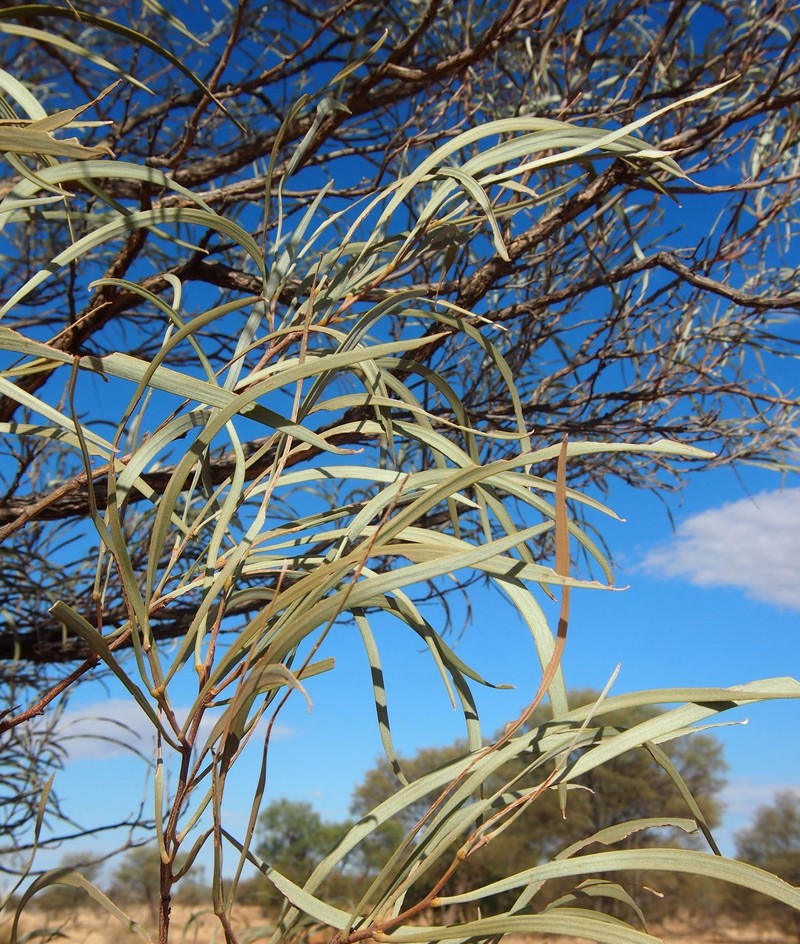 Acacia sericophylla