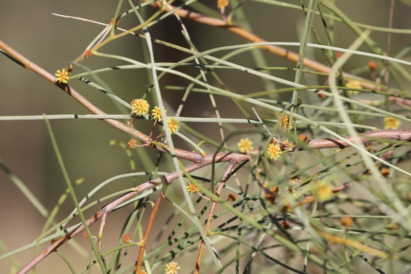 Acacia sericophylla photo 2