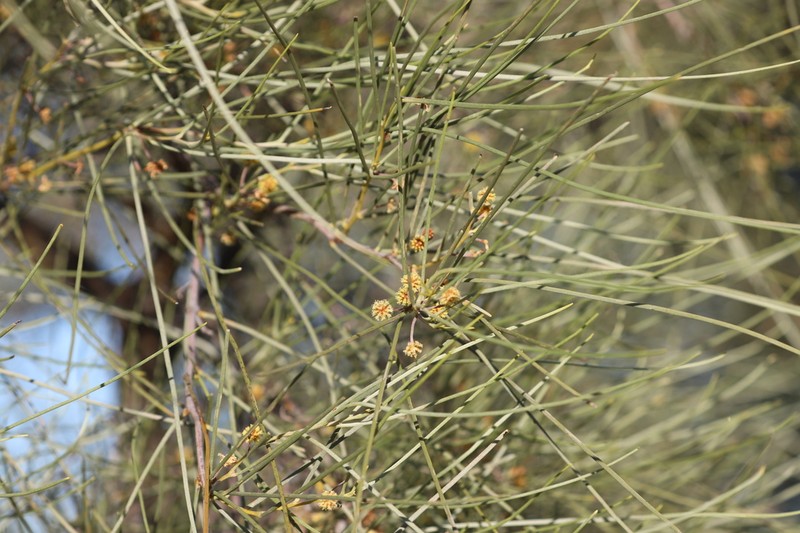 Acacia sericophylla photo 3