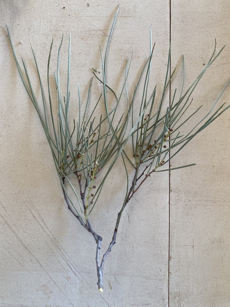 Acacia sericophylla photo 4