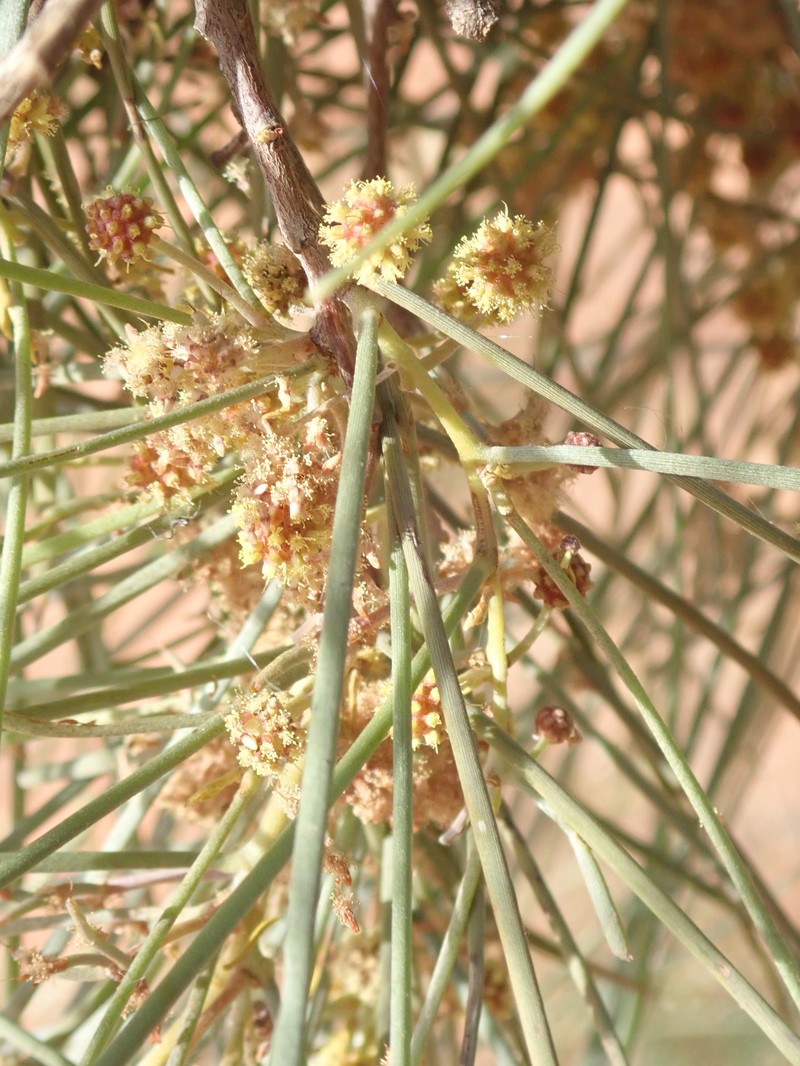Acacia sericophylla photo 5