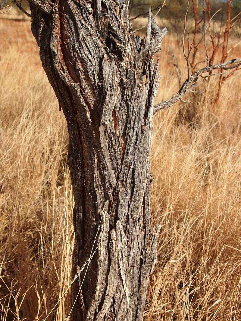 Acacia sericophylla photo 6