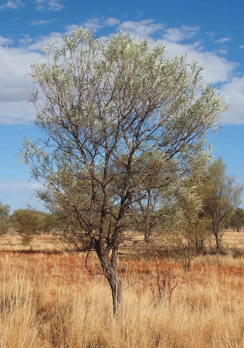 Acacia sericophylla photo 7