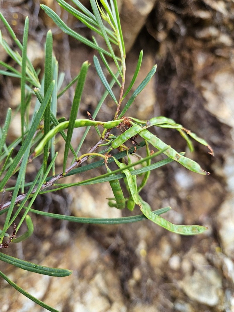 Acacia serpentinicola
