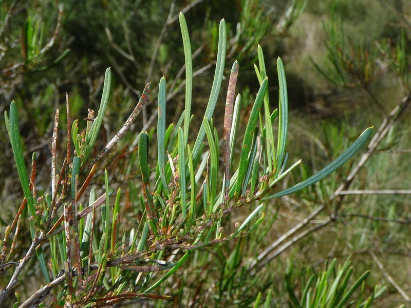 Acacia serpentinicola photo 2