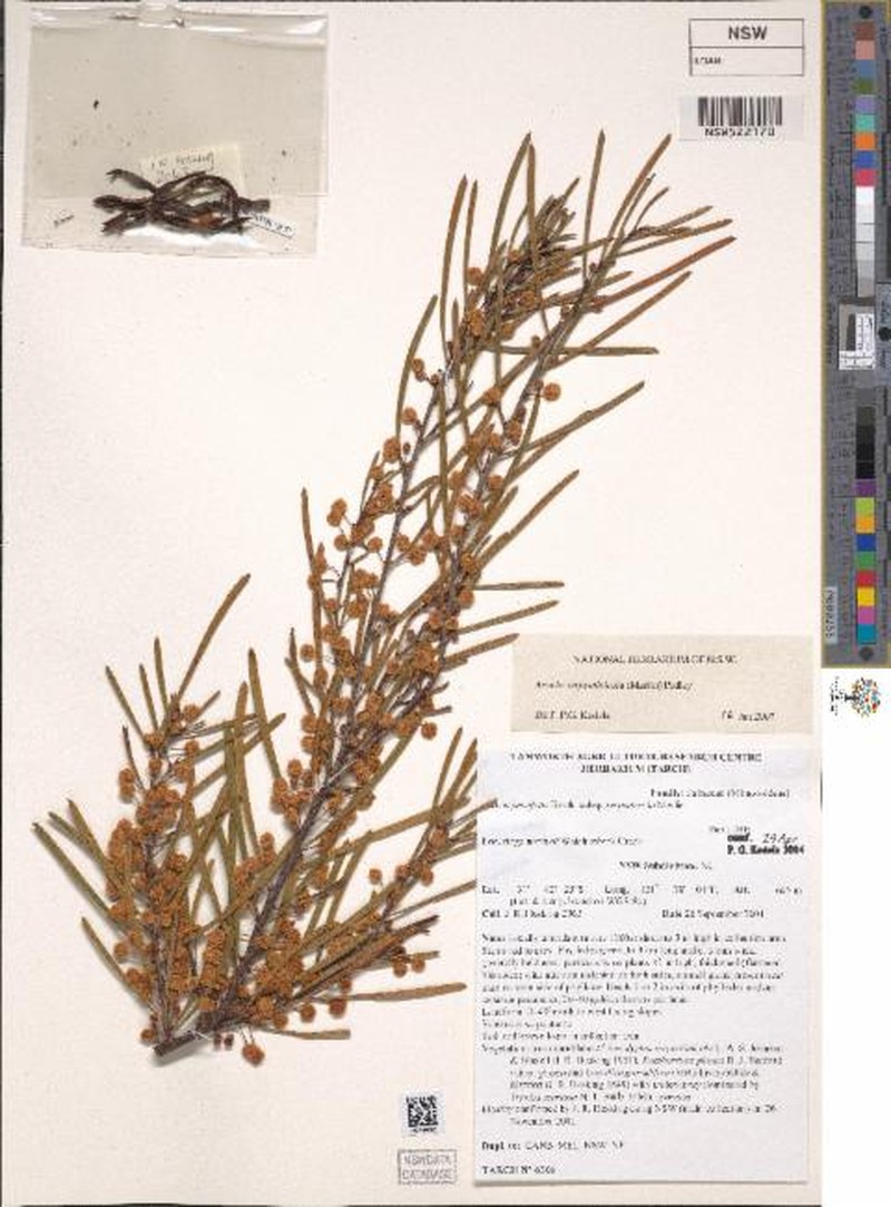 Acacia serpentinicola photo 3