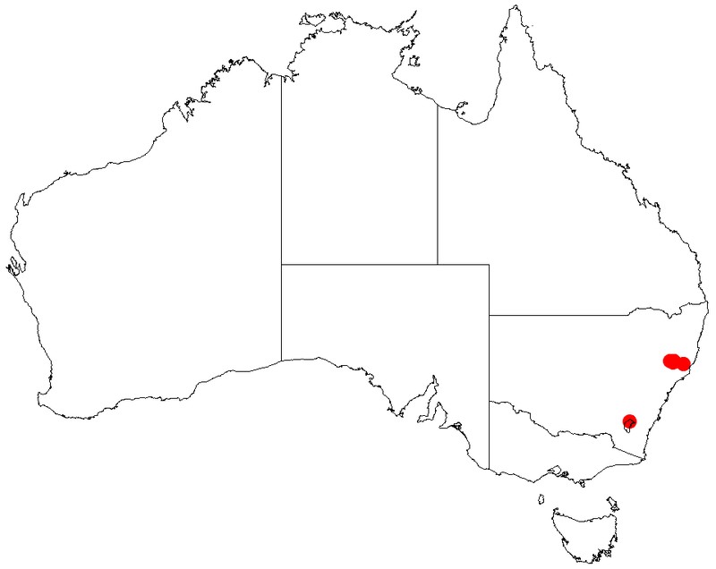 Acacia serpentinicola