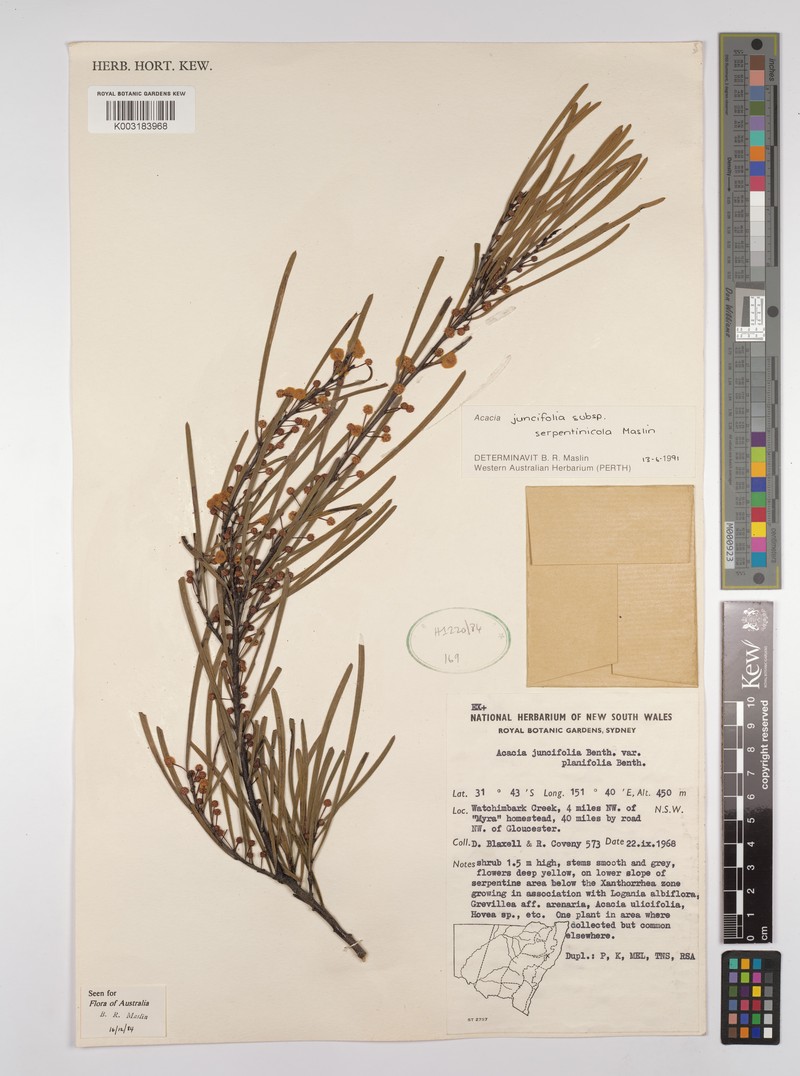 Acacia serpentinicola photo 2