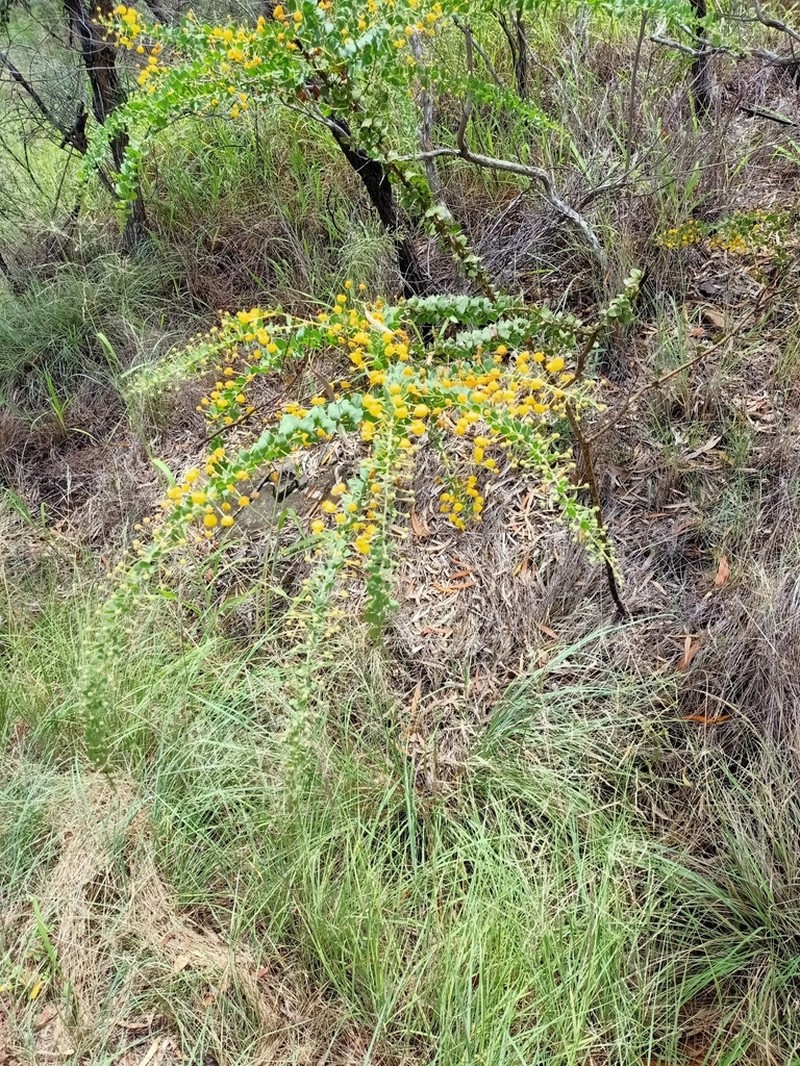 Acacia sertiformis photo 2