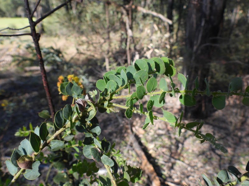 Acacia sertiformis photo 3