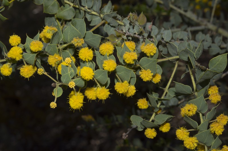 Acacia sertiformis photo 4
