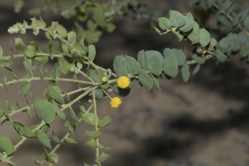 Acacia sertiformis photo 5