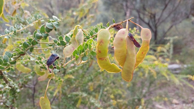 Acacia sertiformis photo 6