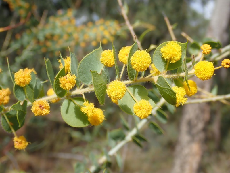 Acacia sertiformis photo 7