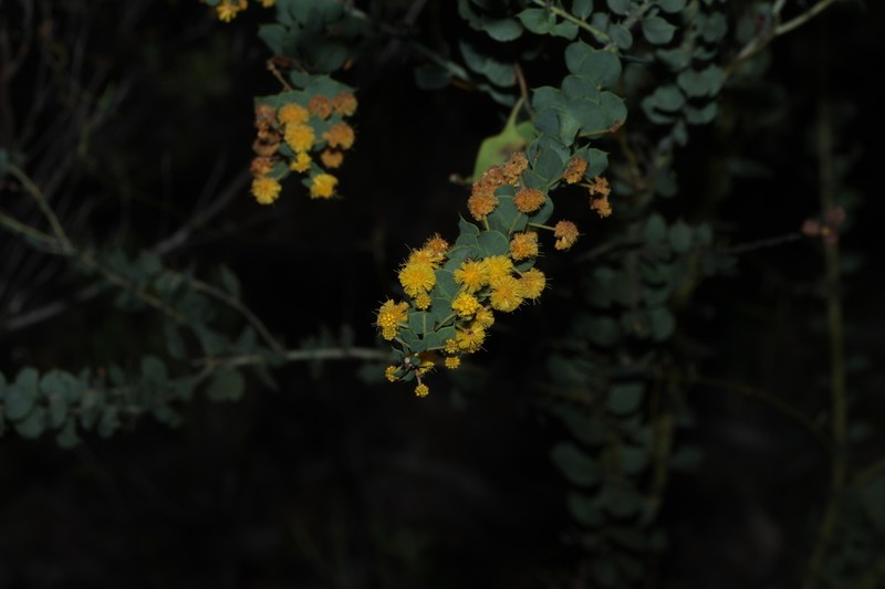Acacia sertiformis photo 8