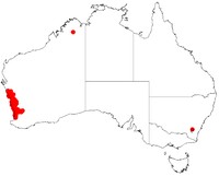 Acacia sessilis