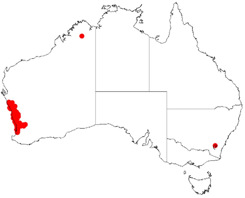 Acacia sessilis