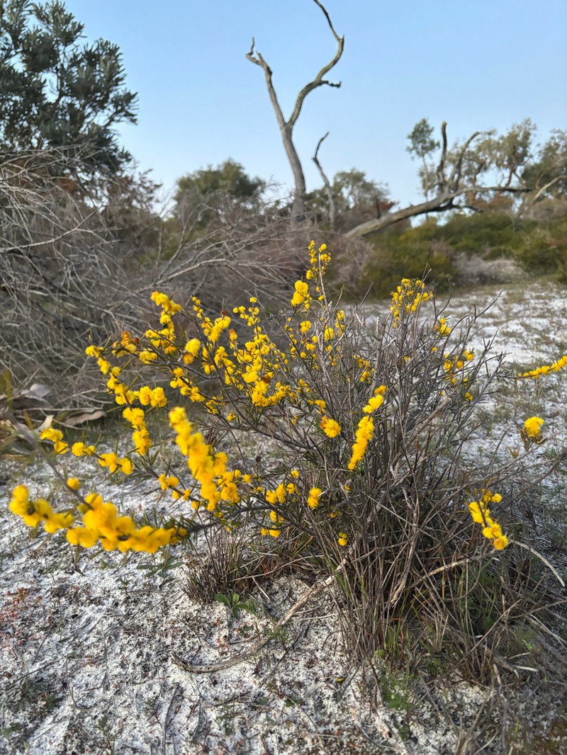 Acacia sessilis photo 2