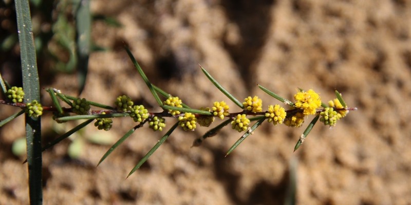 Acacia sessilis photo 3