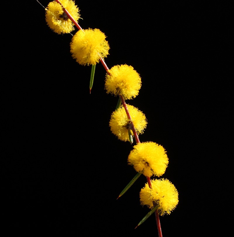 Acacia sessilis photo 4