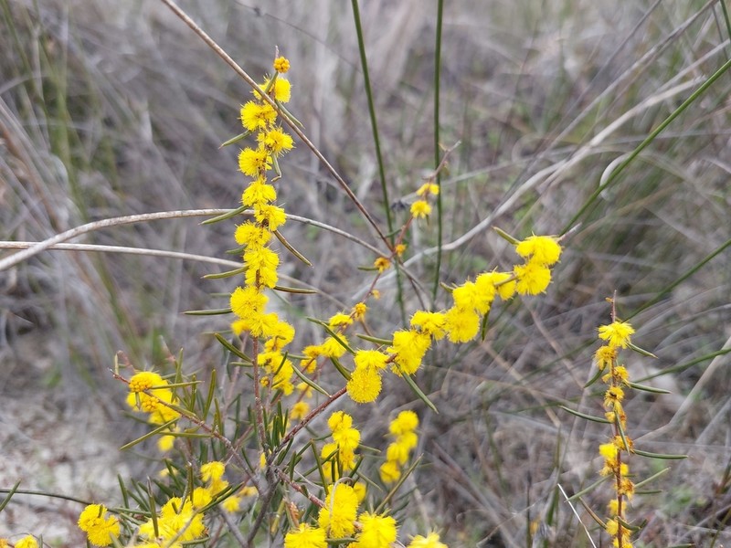 Acacia sessilis photo 5