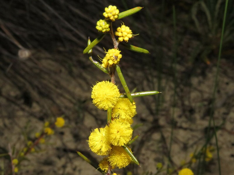 Acacia sessilis photo 6