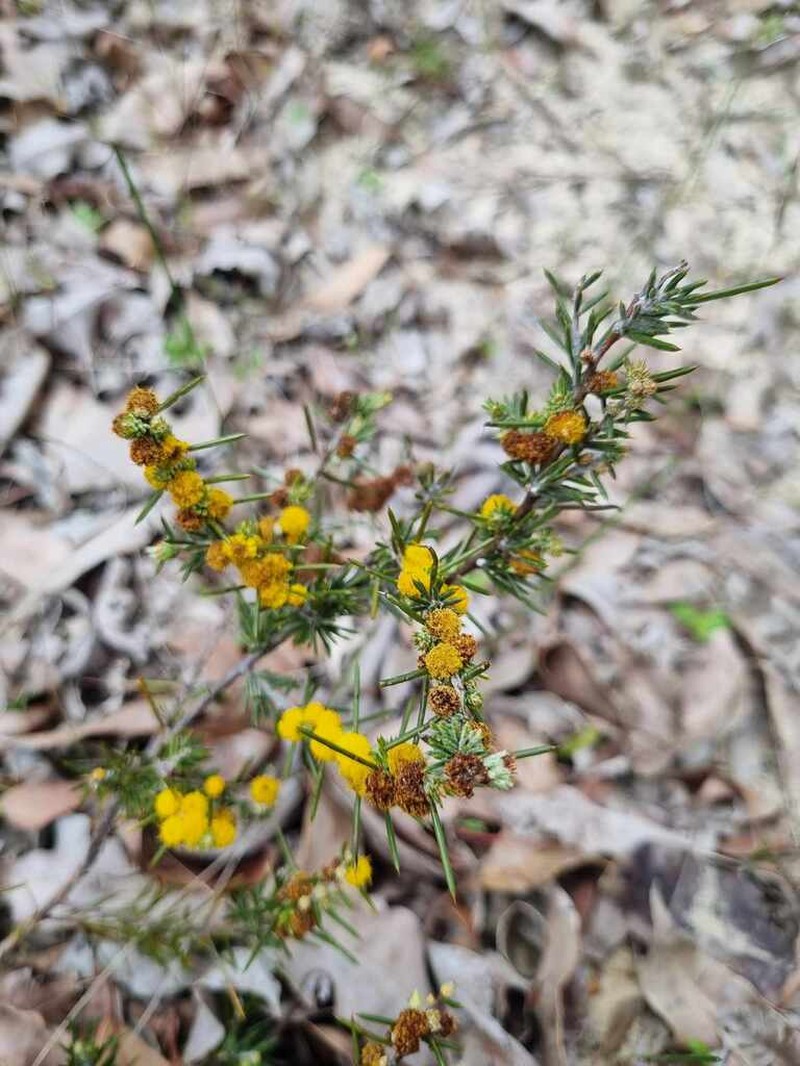 Acacia sessilis photo 7