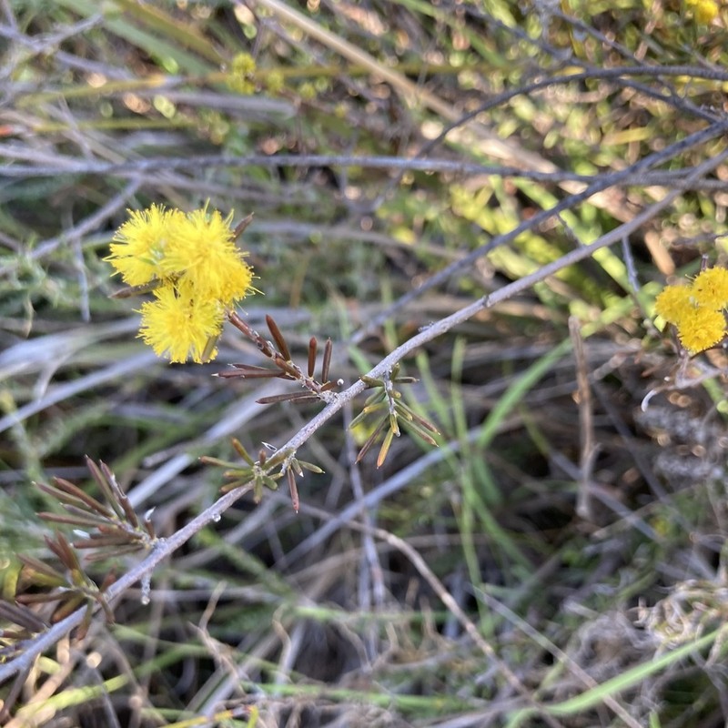 Acacia sessilis photo 8