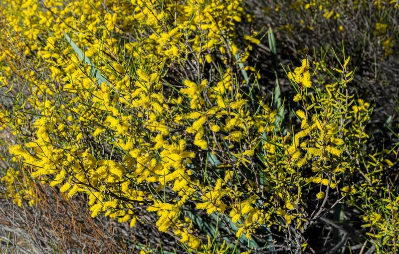 Acacia sessilispica