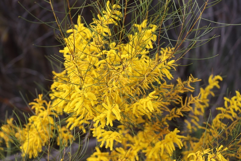 Acacia sessilispica photo 3