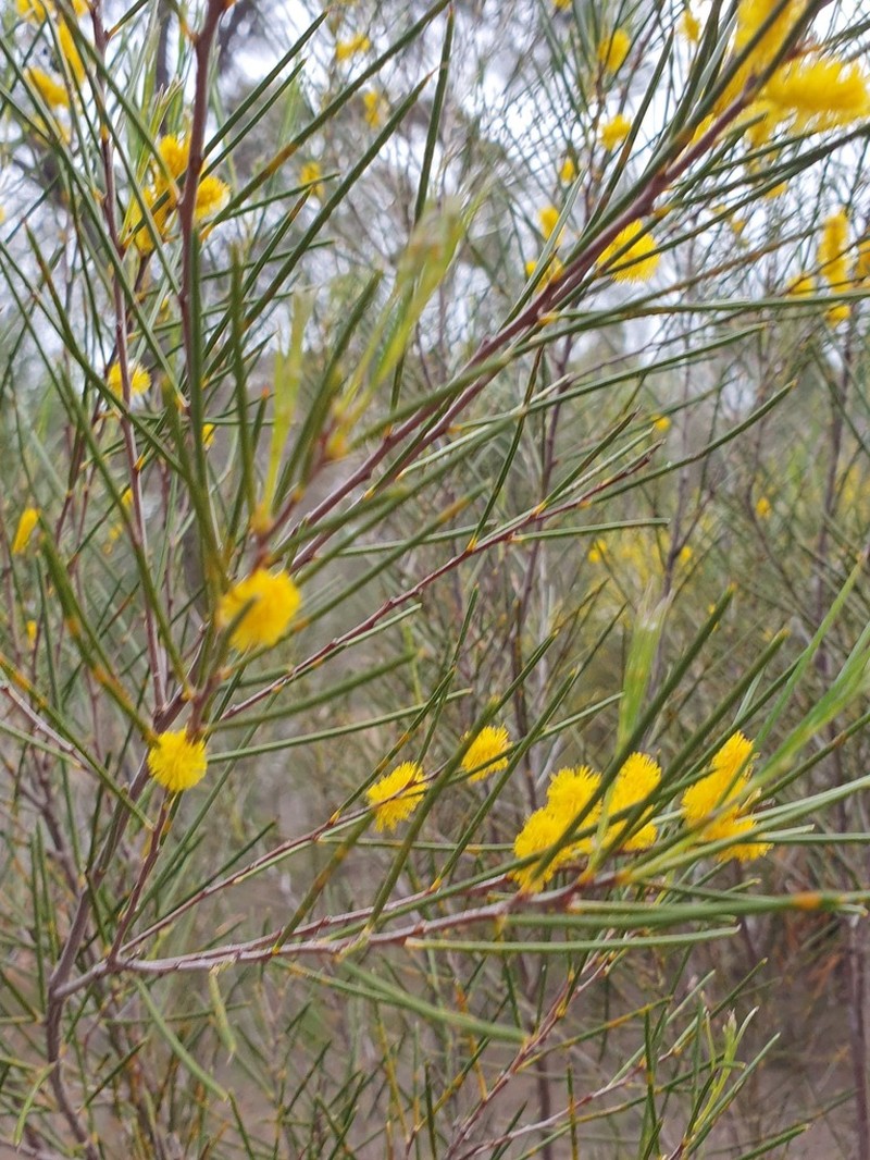 Acacia sessilispica photo 4