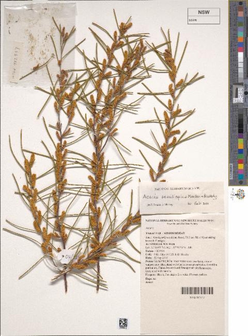 Acacia sessilispica photo 5