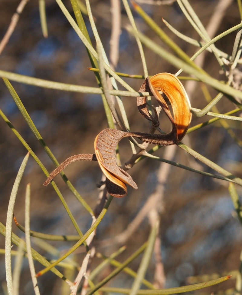 Acacia sessilispica photo 2