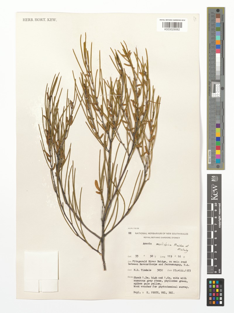 Acacia sessilispica photo 3