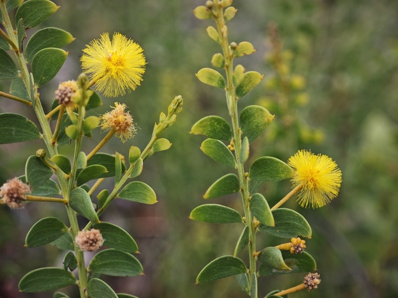 Acacia setulifera photo 2