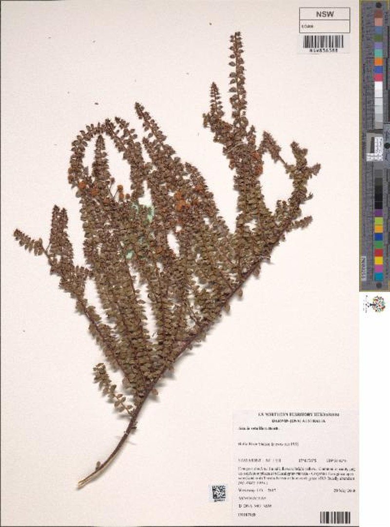 Acacia setulifera photo 3