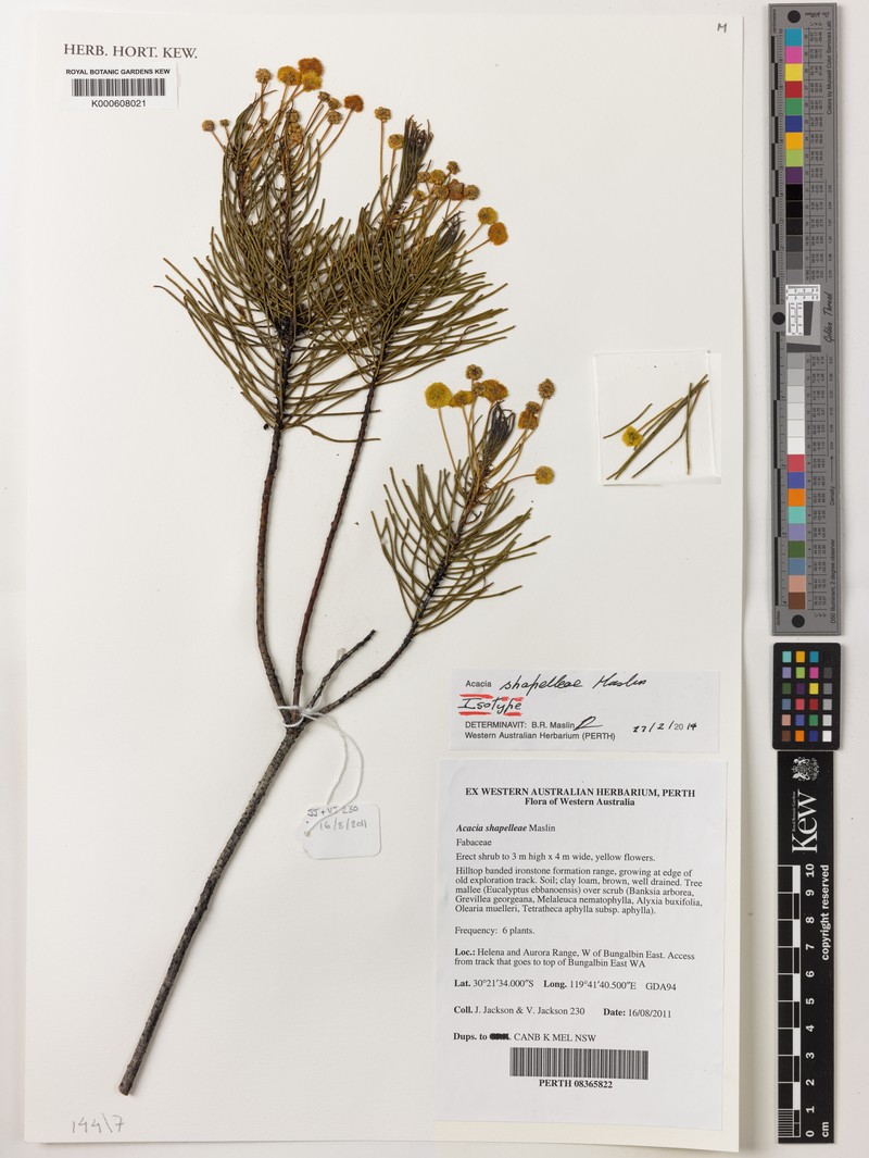 Acacia shapelleae photo 2