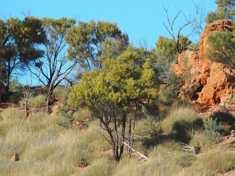 Acacia shirleyi photo 2
