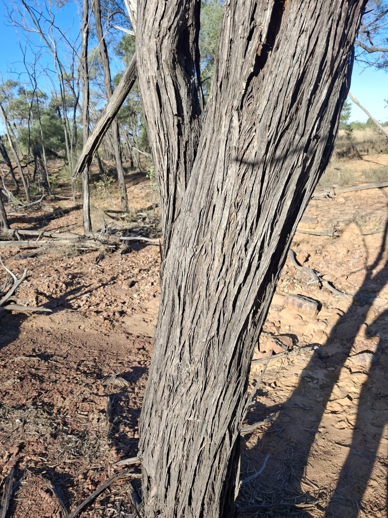 Acacia shirleyi photo 3