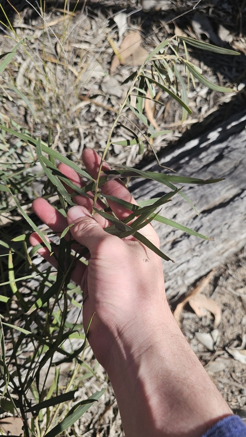 Acacia shirleyi photo 4