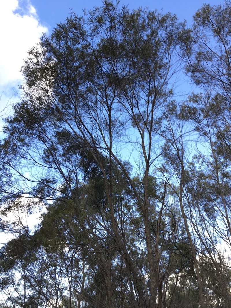 Acacia shirleyi photo 5