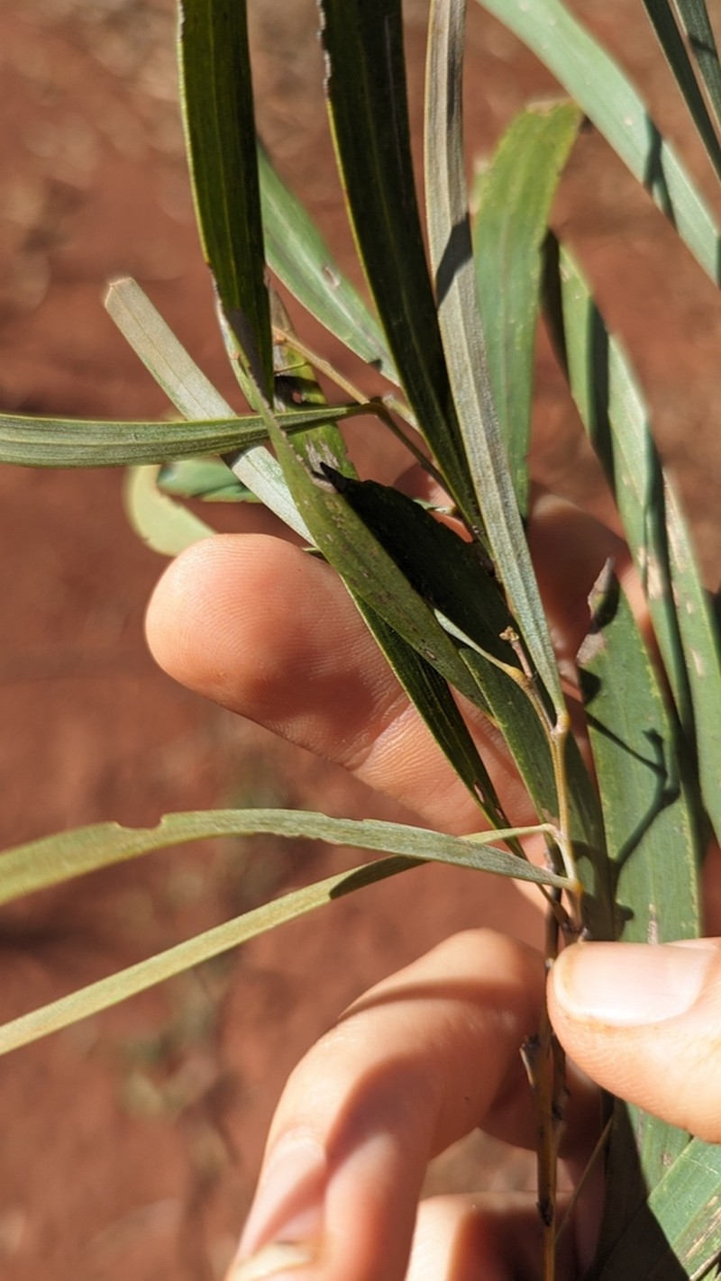 Acacia shirleyi photo 6
