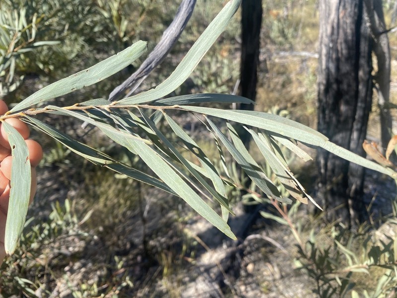 Acacia shirleyi photo 7